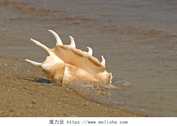 沙滩上的海螺壳海螺壳在海上冲浪.